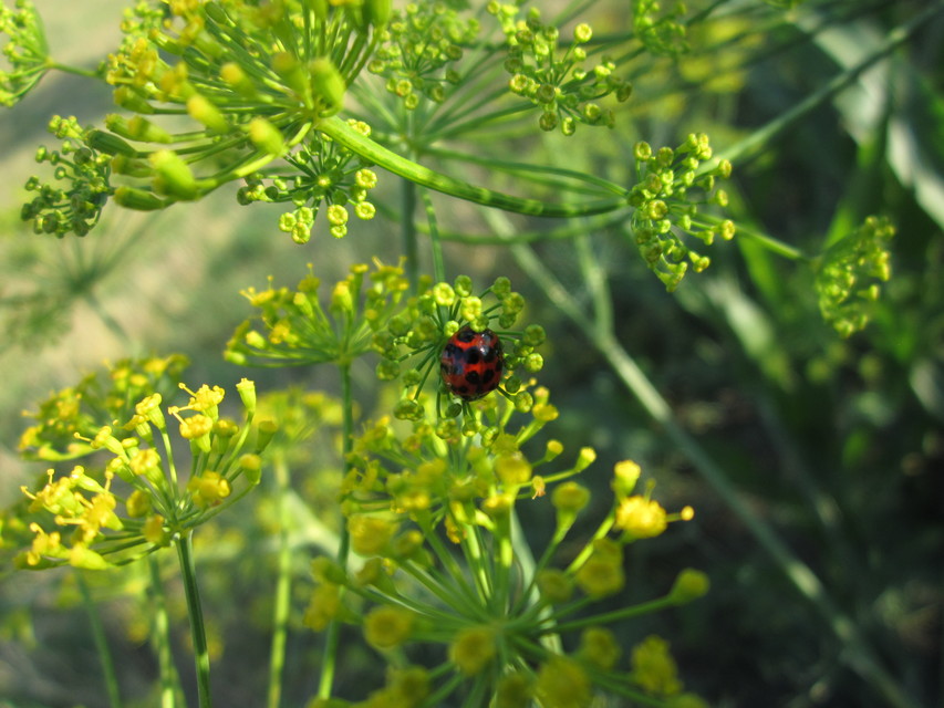 Harmonia axyridis - harlekinkatica