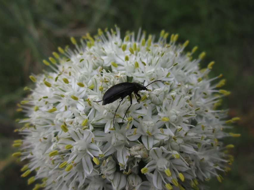 Podonta nigrita - szerecsenbogár