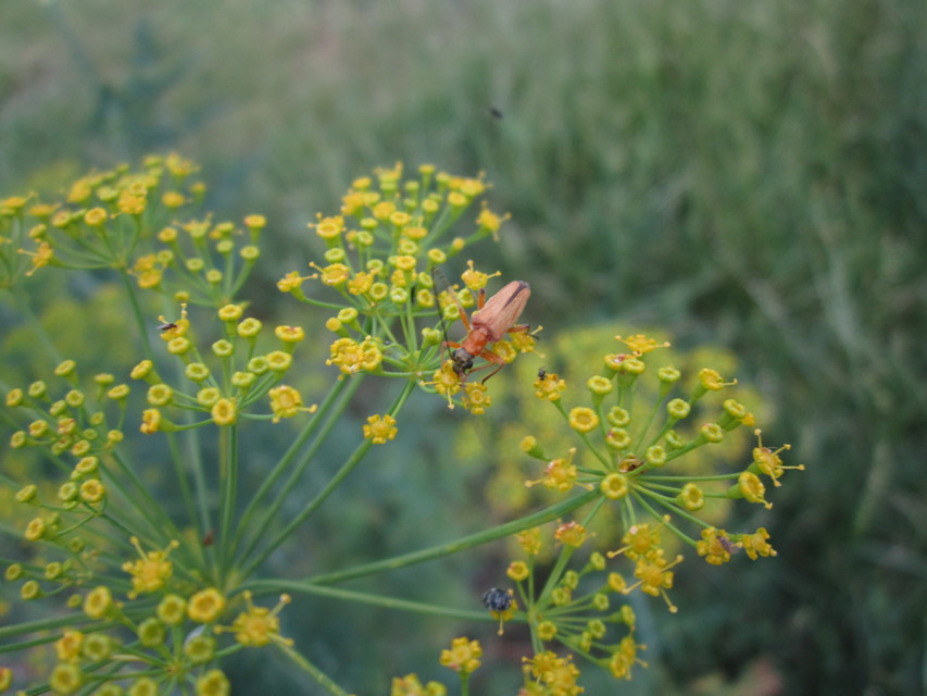 Oedemera podagrariae - székfű-álcincér