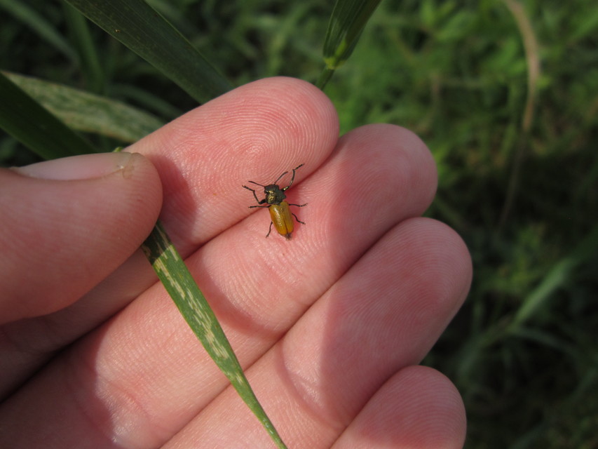 Labidostomis Labidostomis