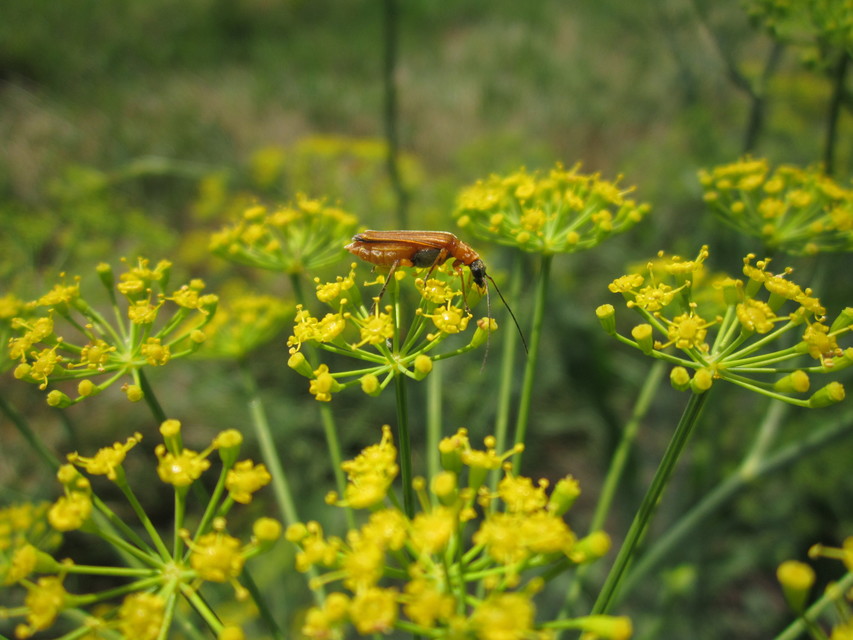 Oedemera podagrariae - székfű-álcincér
