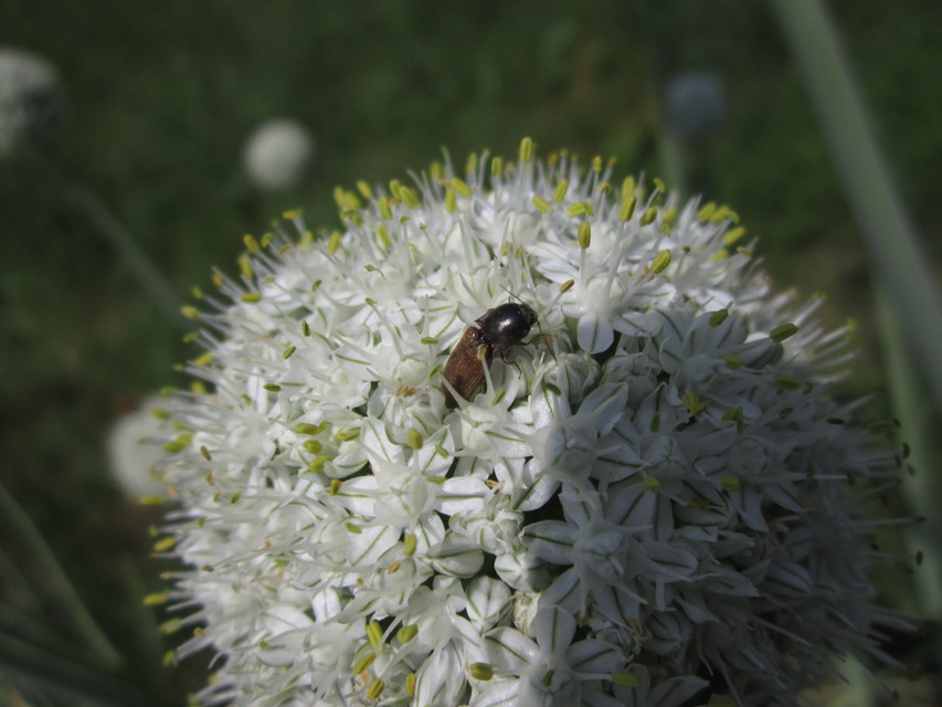 Agriotes ustulatus - mezei pattanó