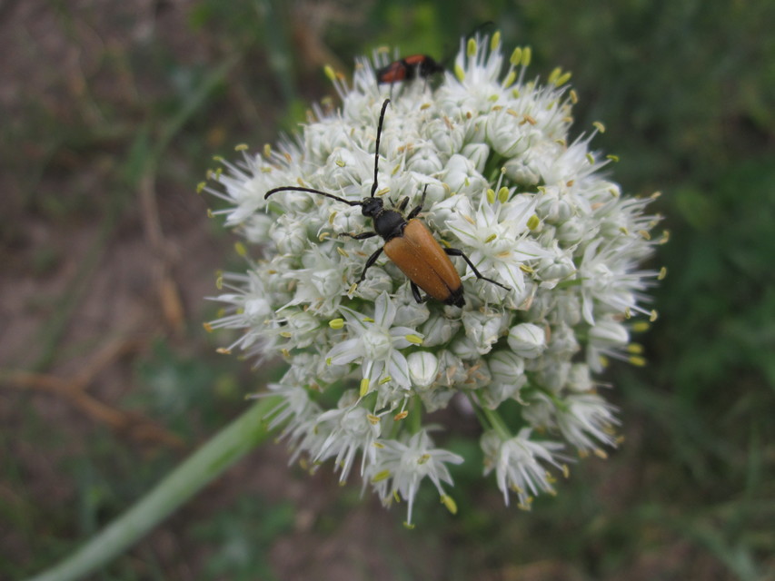 Stictoleptura fulva - vörhenyes virágcincér