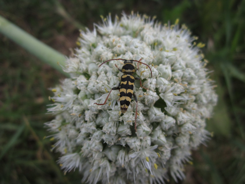 Echinocerus floralis - lucerna-darázscincér
