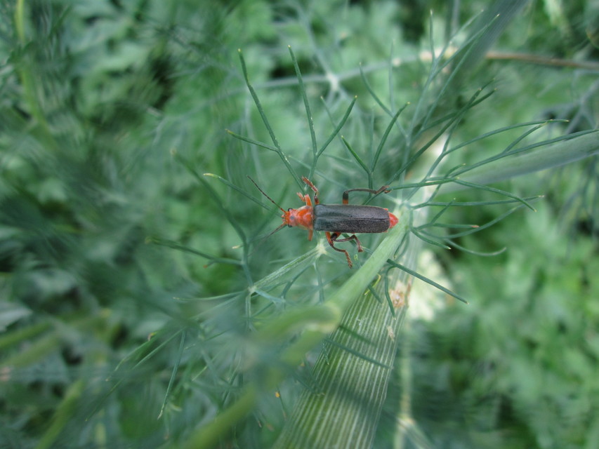 Cantharis livida - mezei lágybogár