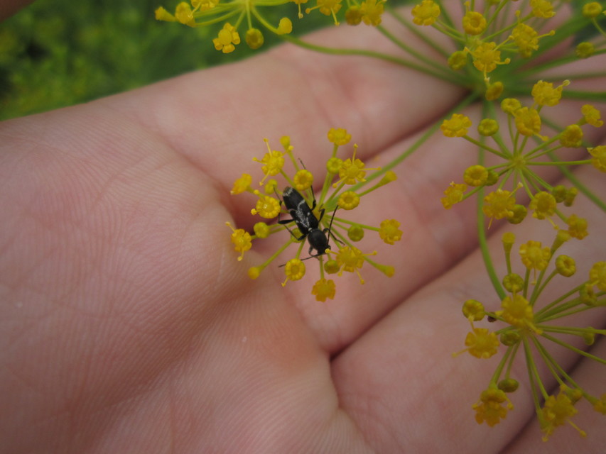 Chlorophorus sartor - feketevállú darázscincér