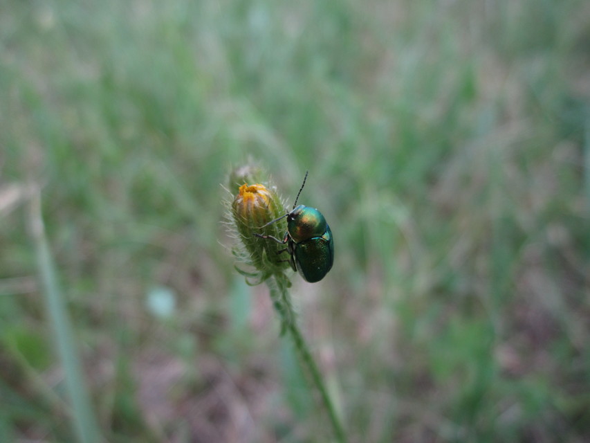 Cryptocephalus sericeus - nagy fészkesbogár