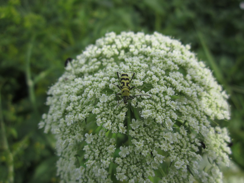 Chlorophorus varius - díszes darázscincér