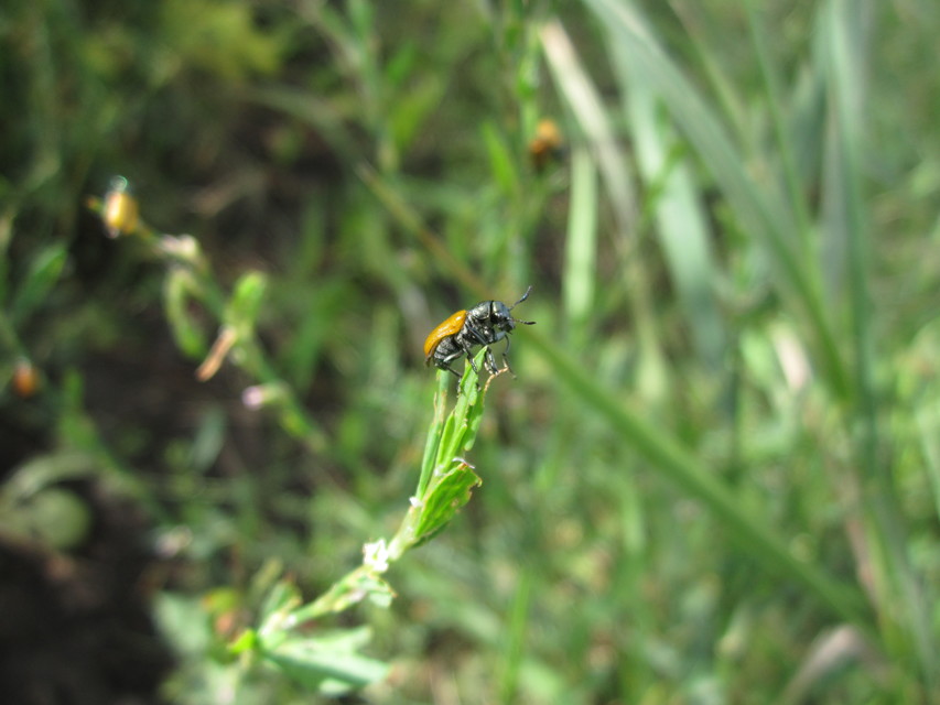 Labidostomis Labidostomis