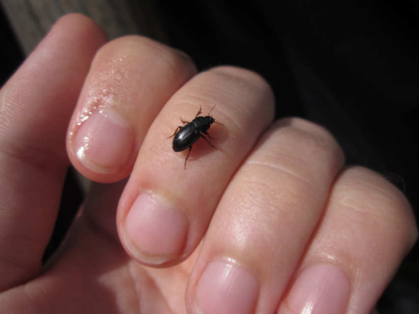 Harpalus flavicornis - sárgacsápú lomhafutó