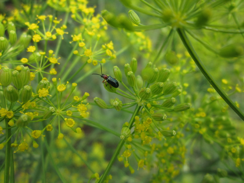 Oulema melanopus/duftschmidi
