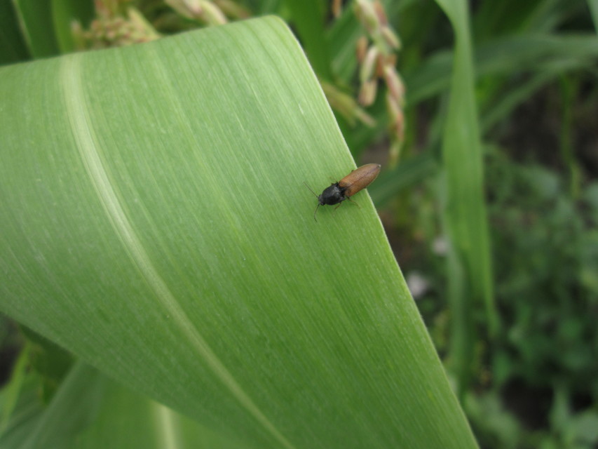 Agriotes ustulatus - mezei pattanó