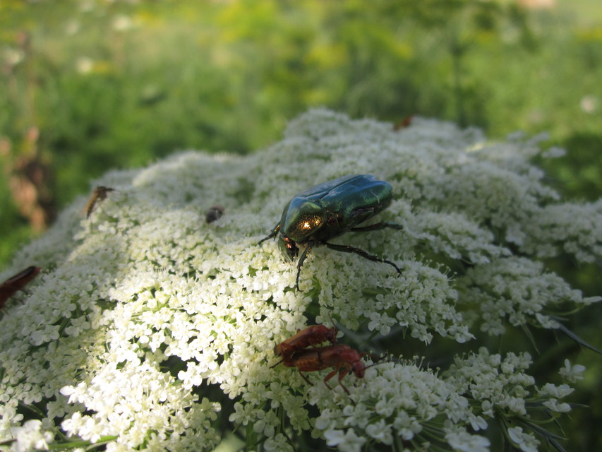 Cetonia aurata - aranyos virágbogár