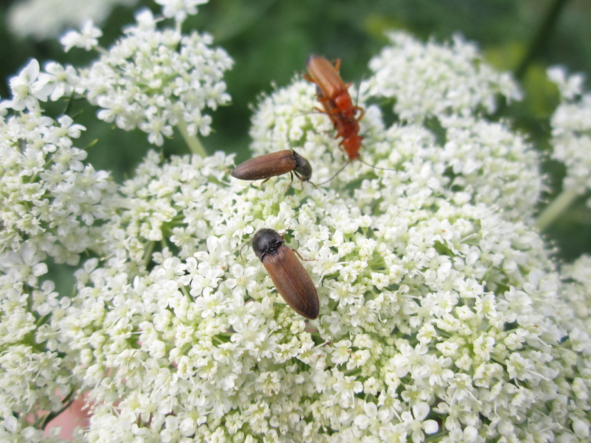 Agriotes ustulatus - mezei pattanó