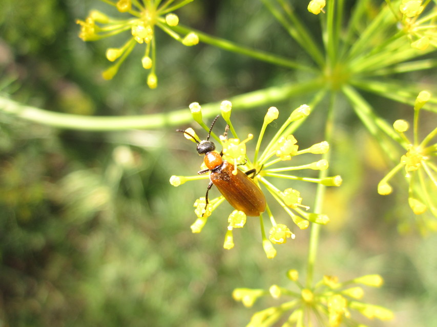 Oenas crassicornis - vastagcsápú hólyaghúzó