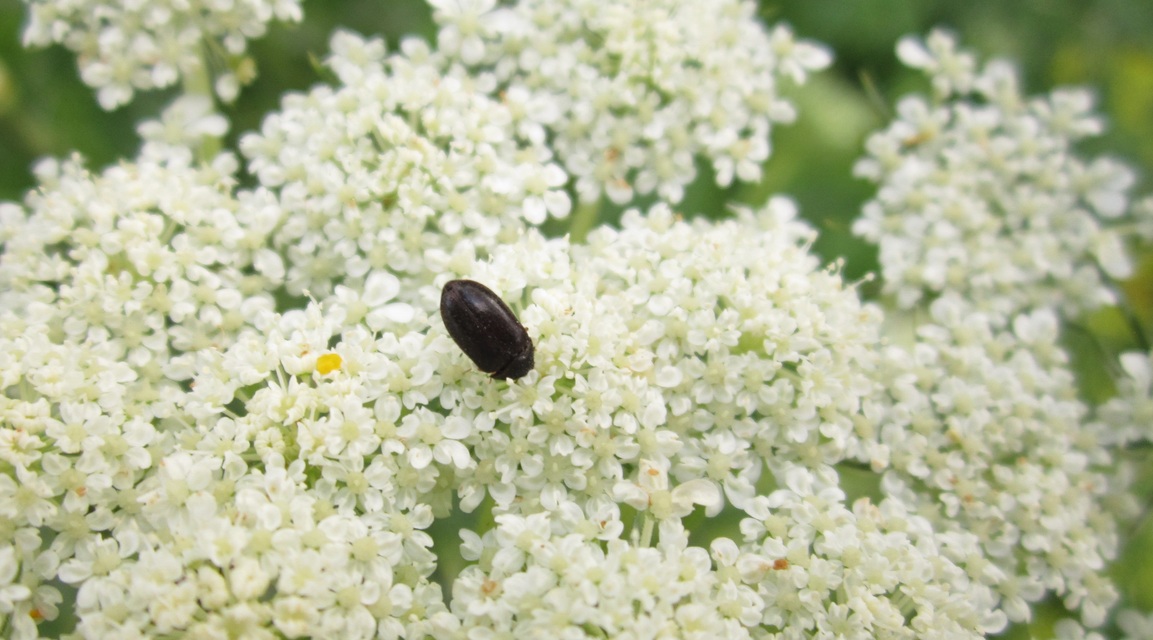 Attagenus