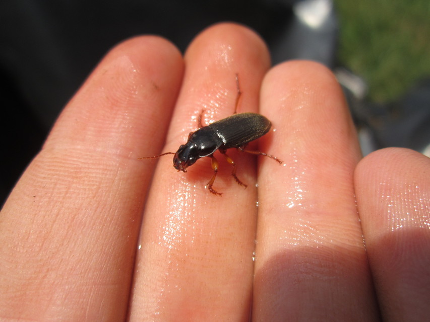 Harpalus rufipes - nagy selymesfutó