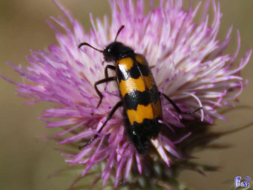 Mylabris variabilis - szalagos hólyaghúzó Mylabris variabilis - szalagos hólyaghúzó