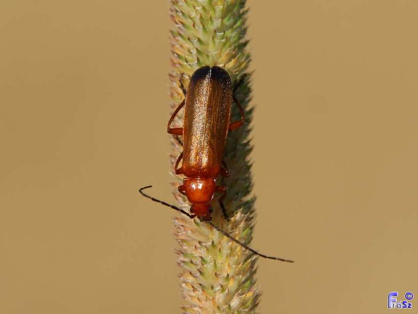 Rhagonycha fulva - feketevégű lágybogár