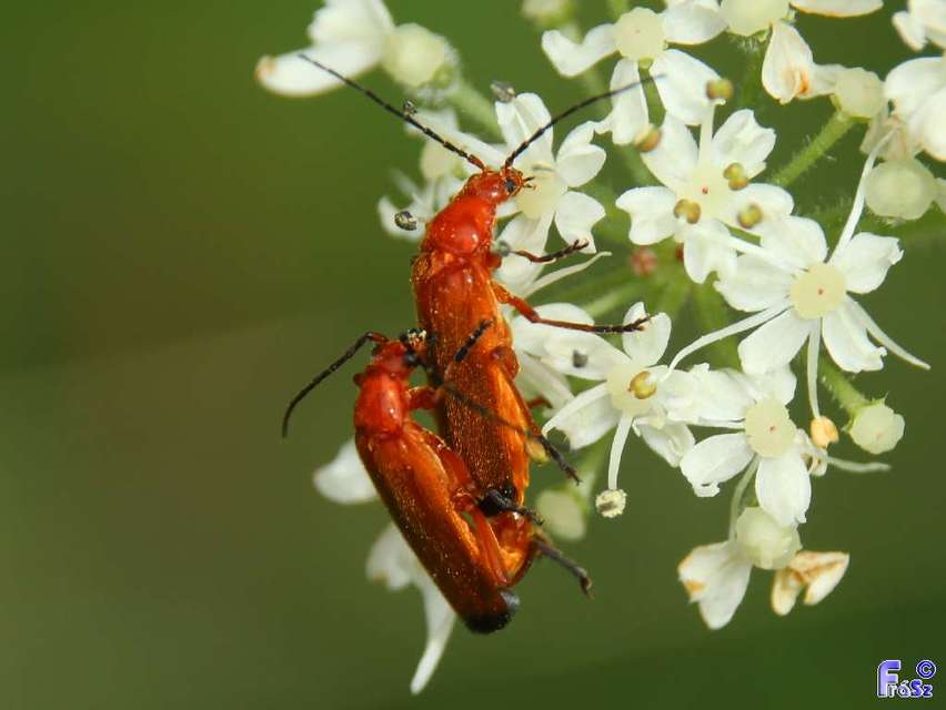 Rhagonycha fulva - feketevégű lágybogár