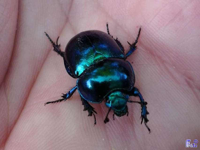 Trypocopris vernalis - tavaszi álganéjtúró