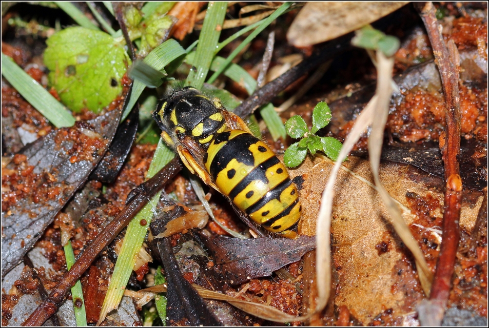 Vespula germanica - német darázs
