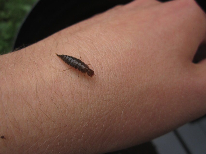 Dytiscidae - csíkbogárfélék