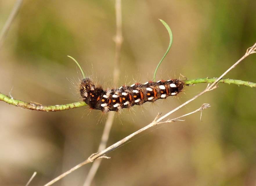 Acronicta rumicis - sóska-szigonyosbagoly