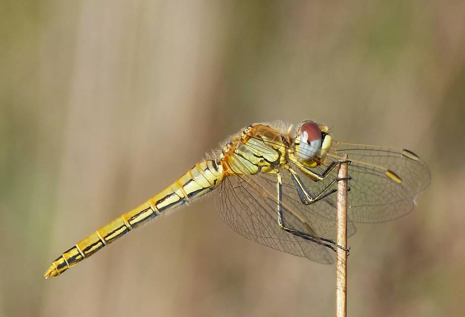 Sympetrum fonscolombii - vándor katona-szitakötő