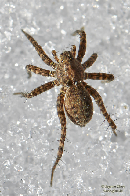 Pardosa hortensis