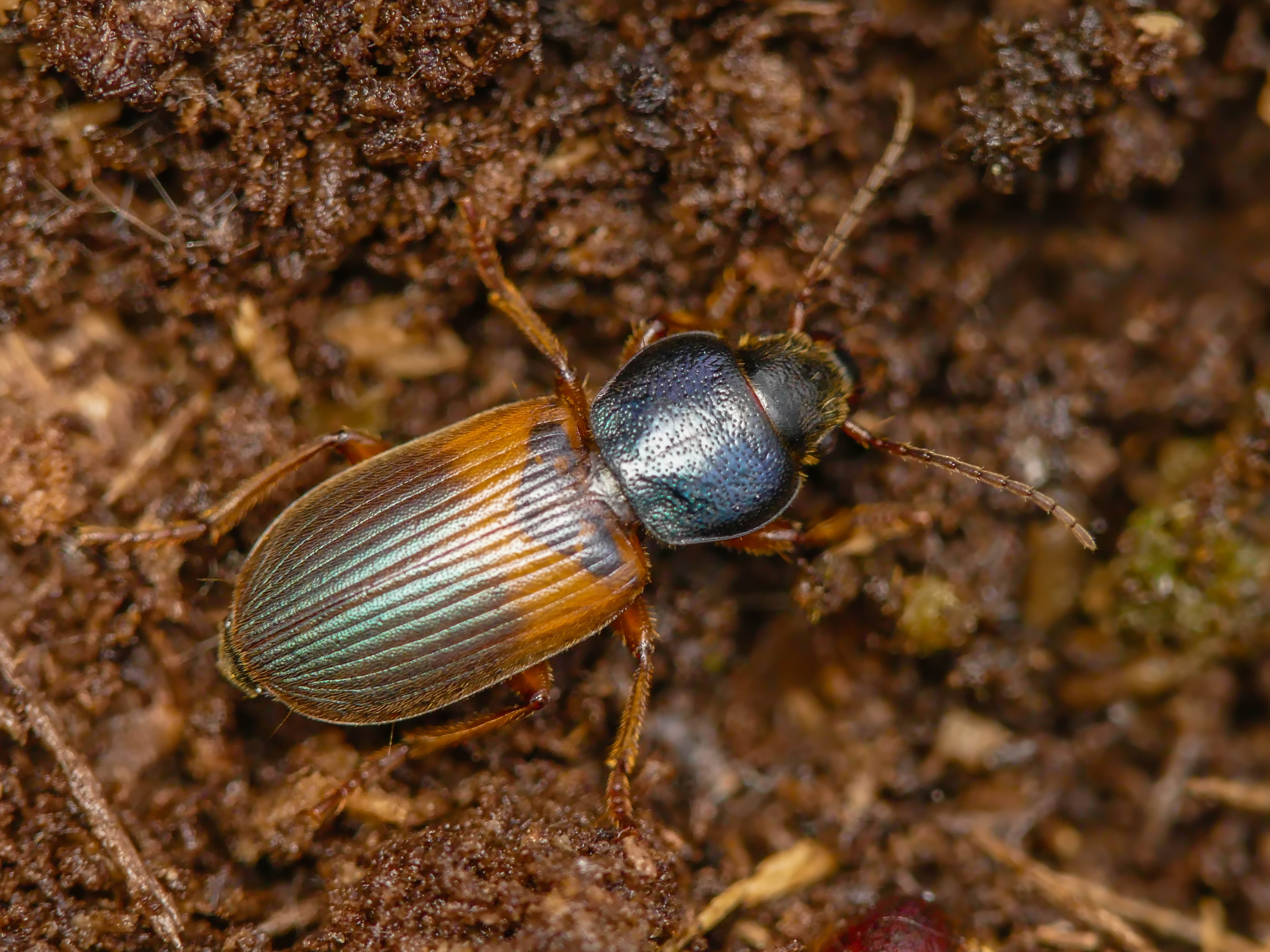 Gynandromorphus etruscus - etruszk tarkafutó