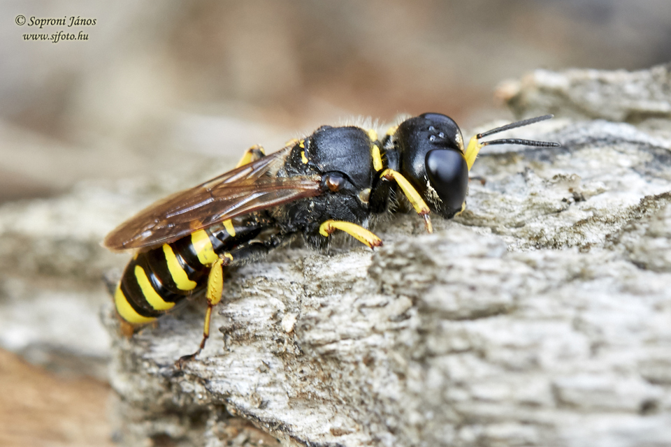 Crabronidae - szitásdarazsak