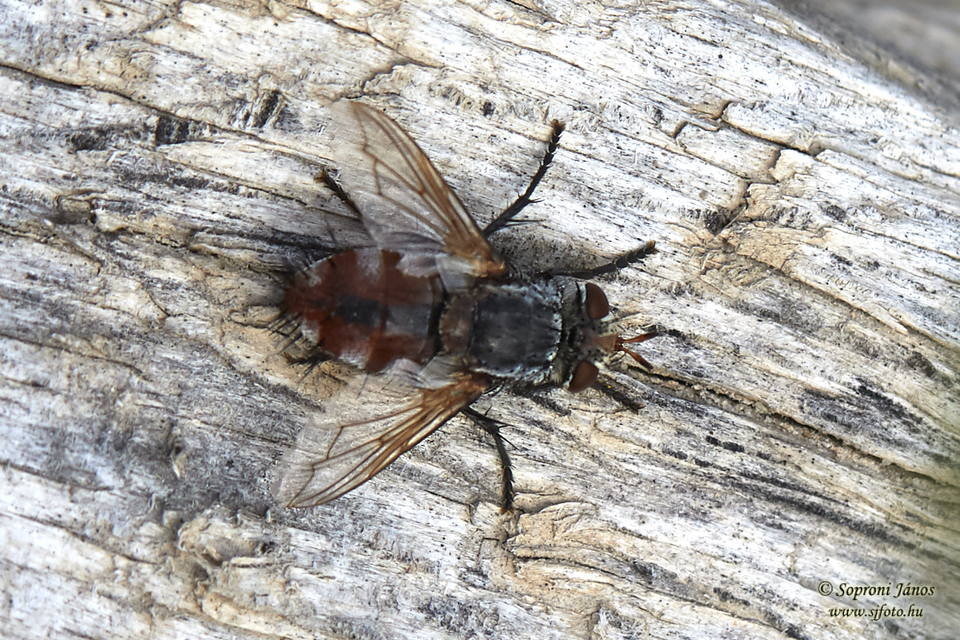 Tachinidae - fürkészlegyek