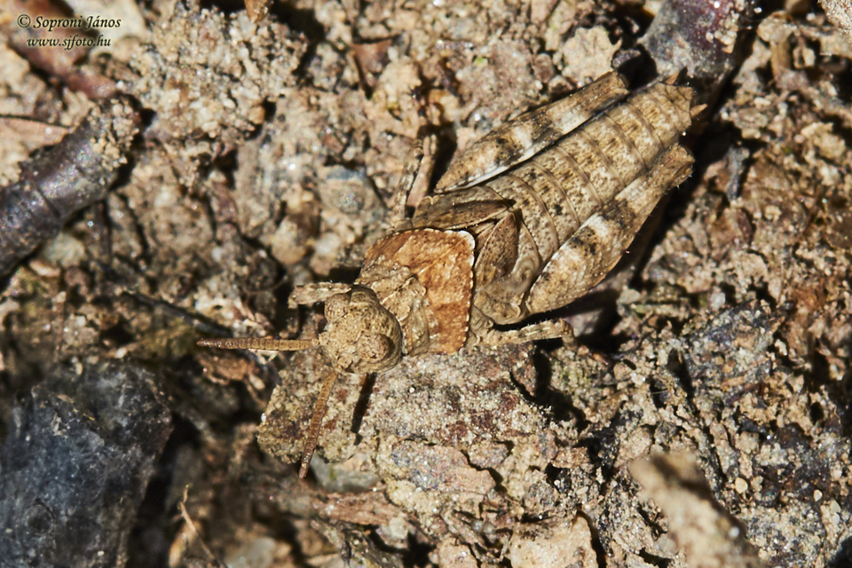 Oedipoda caerulescens - kékszárnyú sáska