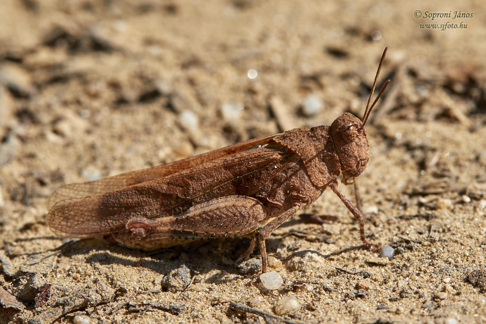 Oedipoda caerulescens - kékszárnyú sáska