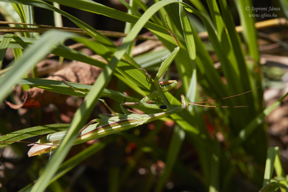 Mantis religiosa - imádkozósáska