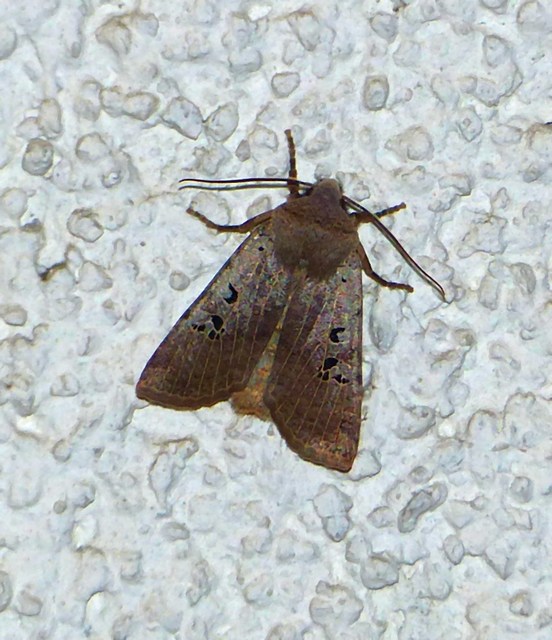 Conistra rubiginosa - szürke télibagoly