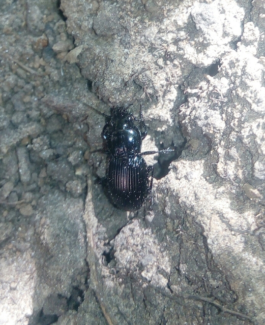 Pterostichus hungaricus - magyar gyászfutó