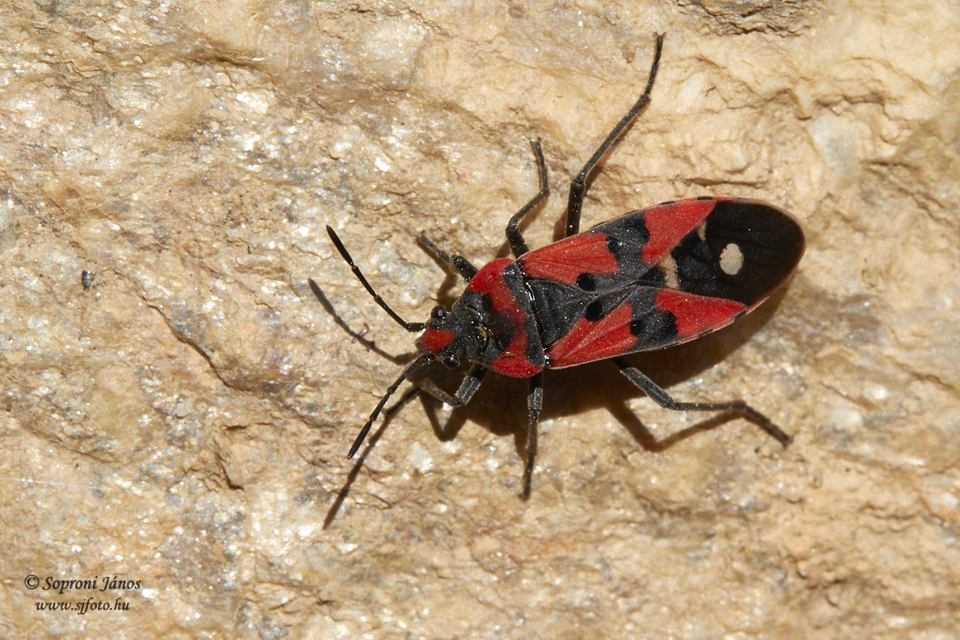 Lygaeus equestris/simulans