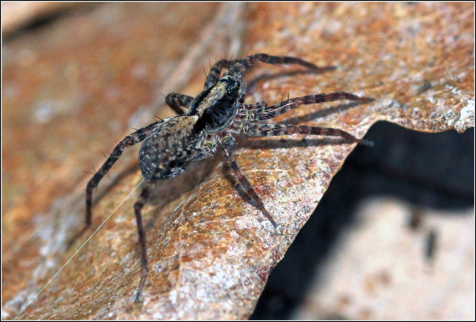 Pardosa