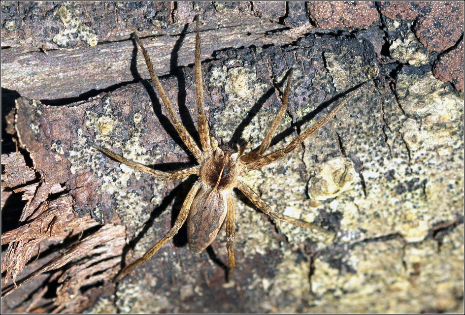 Pisaura mirabilis - csodáspók
