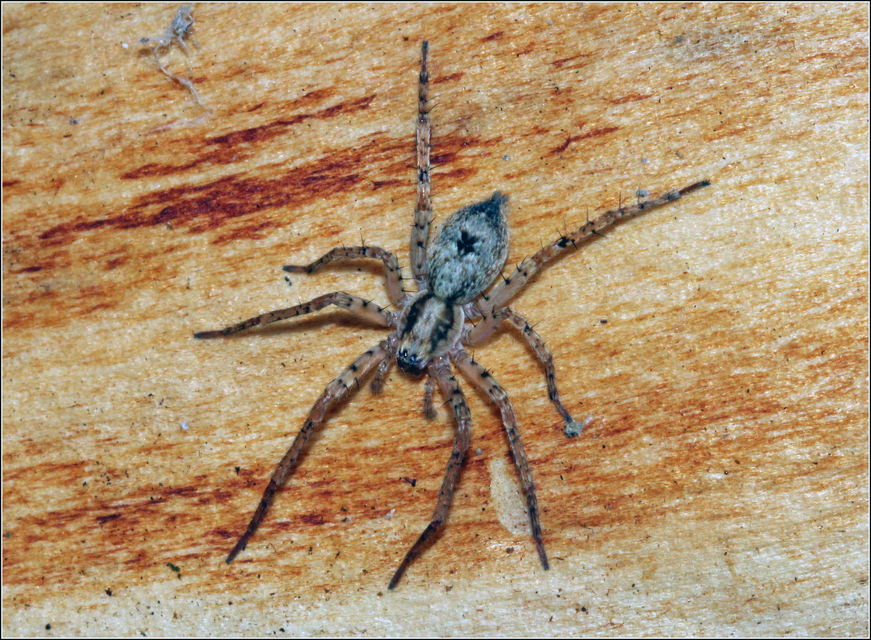 Anyphaena accentuata - jegyespók