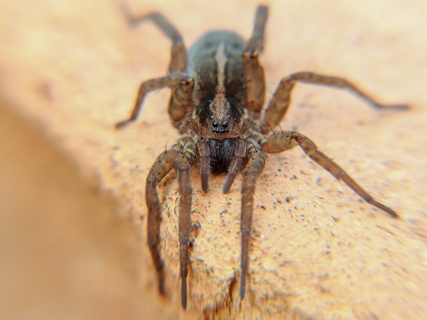 Trochosa