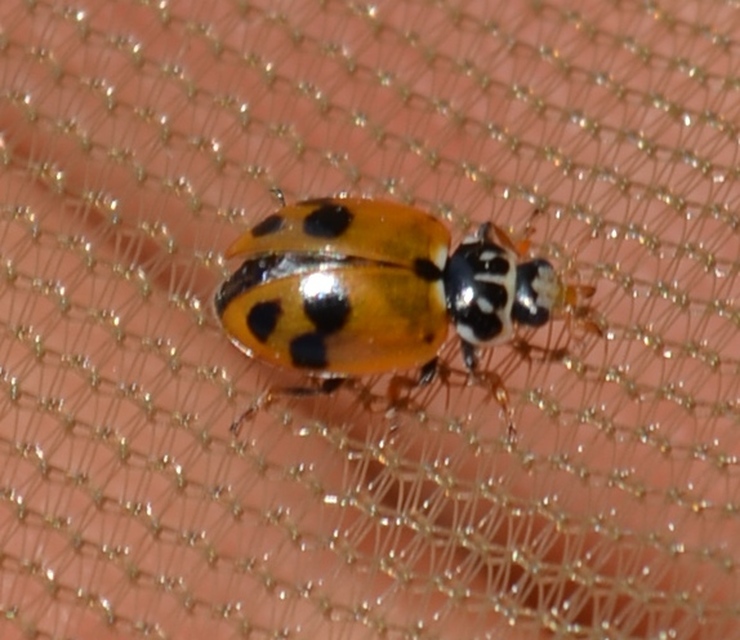 Hippodamia variegata - tizenhárompettyes katica