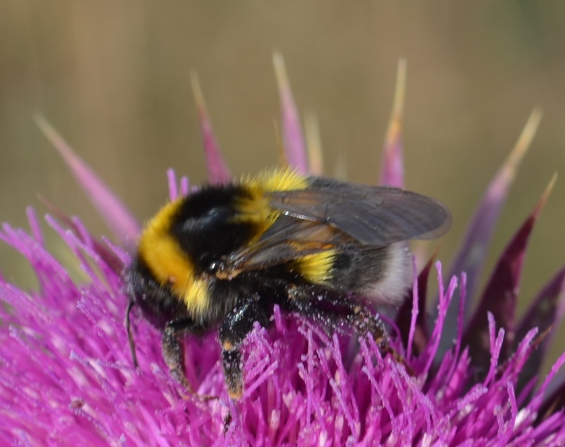 Bombus hortorum/ruderatus