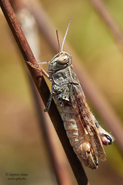 Calliptamus italicus - olaszsáska