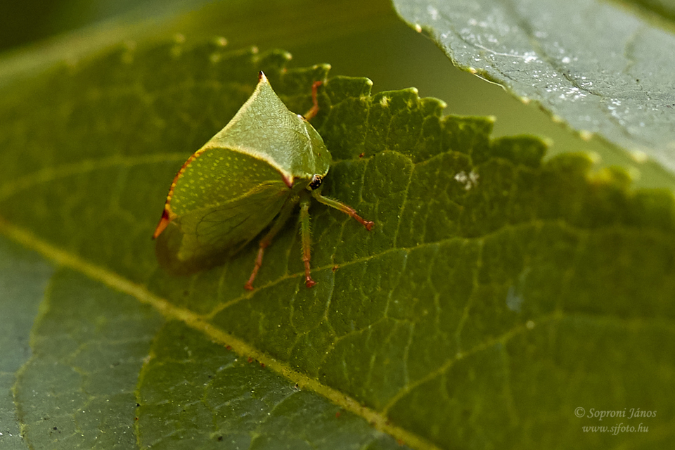 Stictocephala bisonia - bivalykabóca