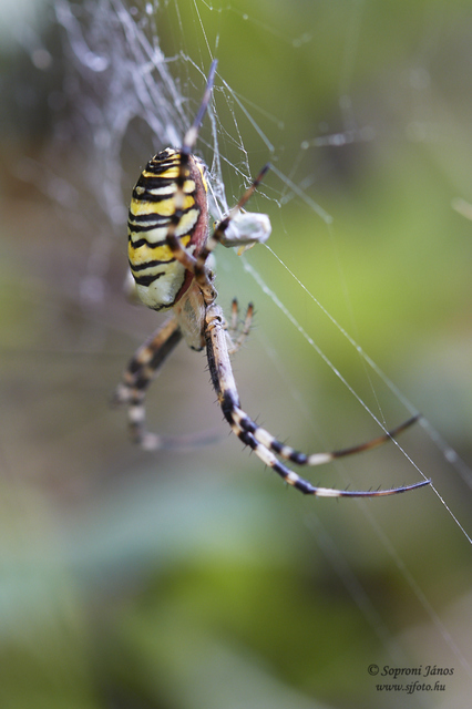 Argiope bruennichi - darázspók
