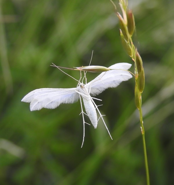 Pterophorus pentadactyla - fehér tollasmoly