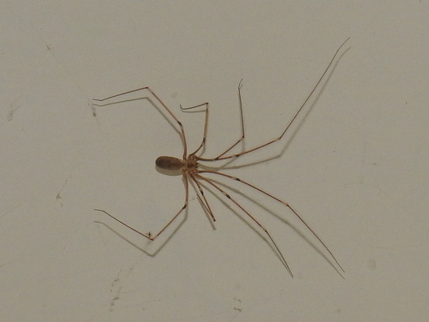 Pholcus phalangioides - nagy álkaszáspók